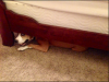 dogbed.PNG