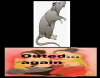 rat.PNG