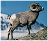 bighorn.png