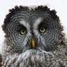 Grey Owl