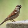 sparrow_69