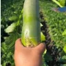Carrot 🥕 cock is not a legend, hawaii health spa,  ☎️: 4162618088